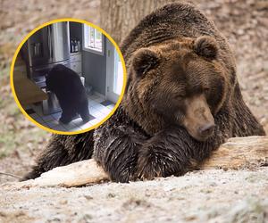 Niedźwiedź włamał się do domu i buszował w lodówce. Nagranie robi furorę! 