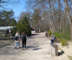 Mieszkańcy korzystają ze słonecznej pogody. Na plaży w Jelitkowie widać już pierwszych spacerowiczów!