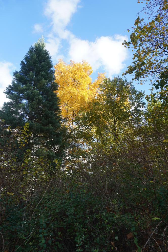 Park Wilsona jesienią