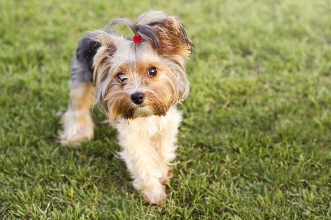  Yorkshire Terrier 