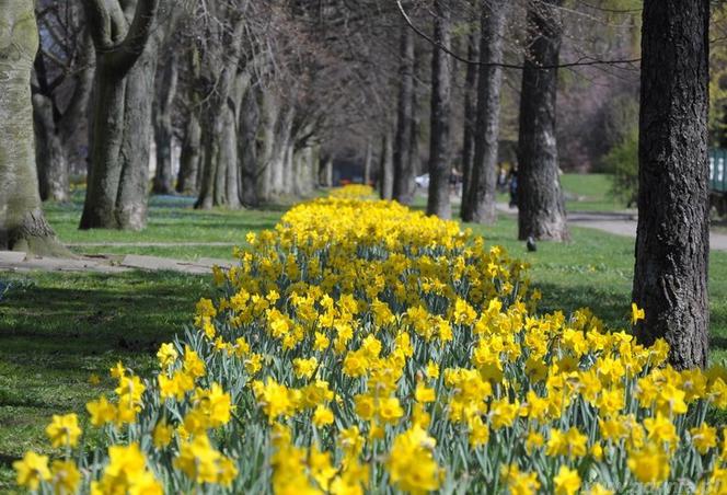 Kwietniki w Gdyni są chlubą miasta