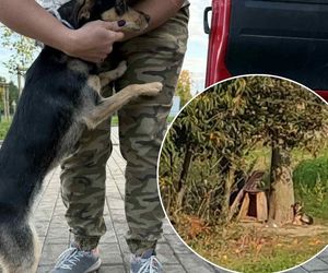 Suczka żyła wśród pól, na łańcuchu. Nawet nie przy budzie. Od wiatru osłaniała ją taczka