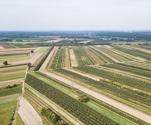To największy sad Europy. Jego historię na Mazowszu rozpoczęła królowa Bona