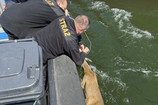 Młody jelonek wpadł do kanału portowego w Gdańsku. Uratowała go załoga Pioruna