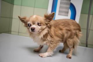 Mały Stefcio stracił oko