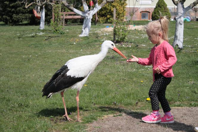 Gustaw wrócił do domu po pieciu latach 