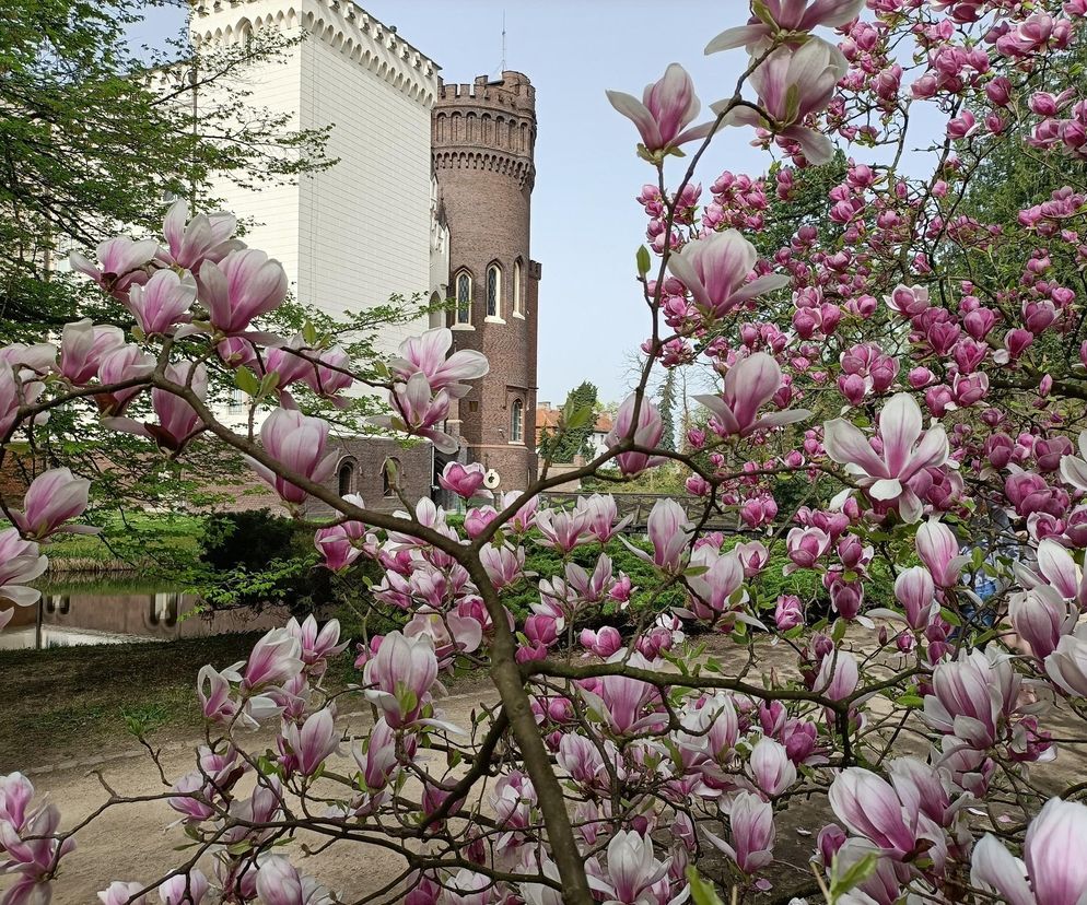 Arboretum Kórnickie - raj dla miłośników pięknych roślin