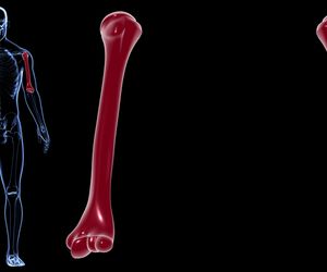 Kość ramienna - budowa, funkcje, złamania