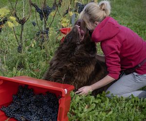 Gwiazdą winnicy i gospodarzem jest Misiek – nowofunland, który kradnie serca gości.