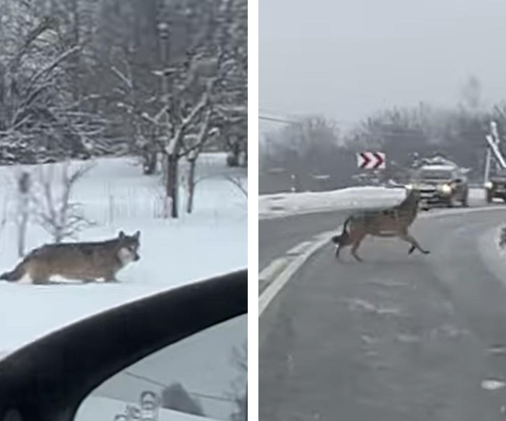Nagranie watahy  wilków w Lesku. Dzikie zwierzę przebiegło przez drogę [WIDEO]