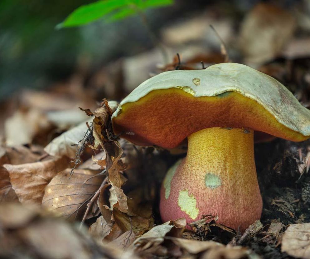 Patrycja Wszeborowska Wygląda jak borowik, ale jest trujący. Grzyboznawca radzi, jak go rozpoznać