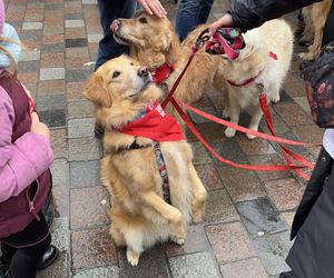 Golden Retriever WOŚP w Poznaniu