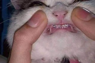 Zwierzaki na dzień zwierząt 2024