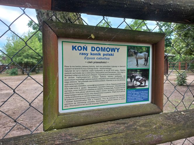 Mini ZOO w Lesznie ma nowych mieszkańców. To owce, konie i osioł