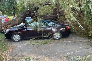 Powalone drzewa zniszczyły cmentarz i miażdżyły samochody