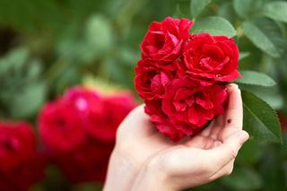Letnia pielęgnacja róż, czyli jak dbać o róże latem
