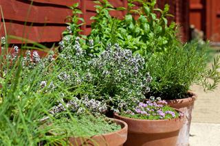Jak uprawiać zioła na balkonie i tarasie. Uprawa ziół w pojemnikach