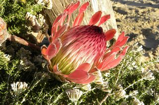 Protea królewska będzie hitem na cmentarzach podczas Wszystkich Świętych