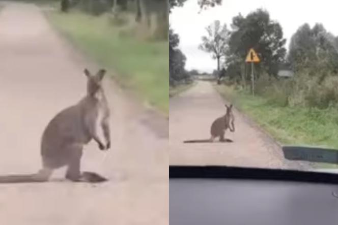 Kangur na środku drogi