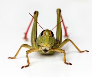 Pasikonik, świerszcz, konik polny - jak je odróżnić? Czy mogą nas ugryźć?