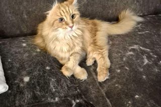 Pseudohodowla kotów w centrum Szczecina