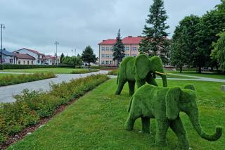 Zielone słonie pojawiły się w centrum miasta! 