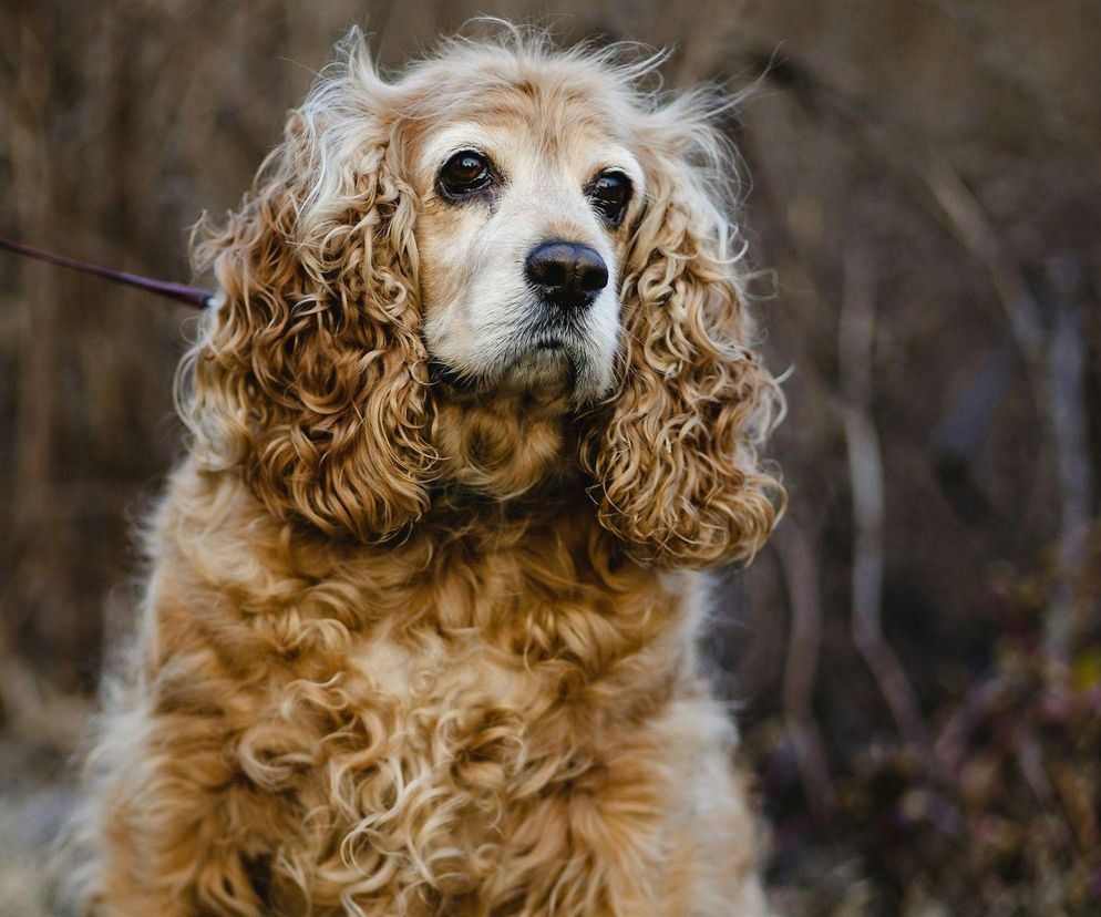 Cocker spaniel