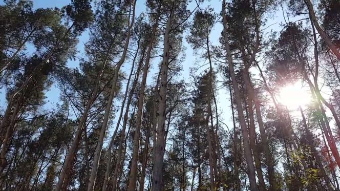 Aparat w ręce i do lasu! Leśnicy zapraszają do konkursu fotograficznego 