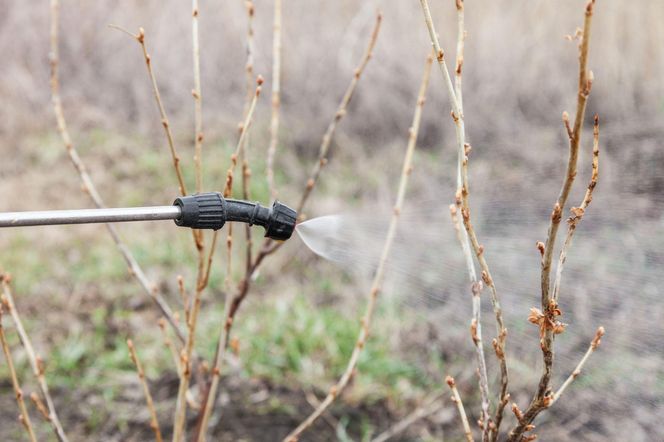 Opryski ochronne roslin w lutym