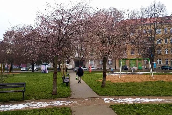 Atak wiosny w Szczecinie. Drzewa obsypały się kwiatami!