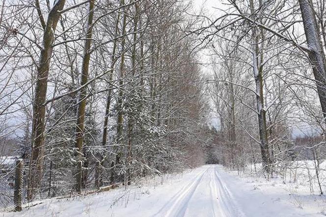 Zasypana droga na Podlasiu