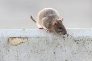 Inwazja szczurów na Wiatraku