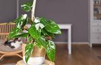Philodendron 'White Princess'