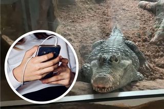Groźne złośliwe oprogramowanie Crocodilus dotarło do Polski. Podszywa się pod banki i e-sklepy