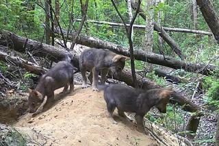 Małe wilki wyszły z nory i poznają las pod Częstochową