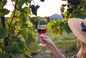 Przez 4 lata będą codziennie pić wino. Nowe badanie może zmienić zalecenia WHO