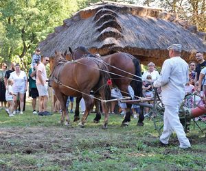 W skansenie w Lublinie pokazali, jak dawniej wyglądały wykopki kartoflane