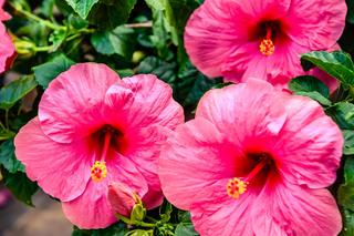 Hibiskus, róża chińska, ketmia