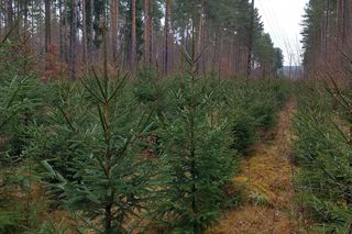 Tanie choinki w okolicach Olsztyna 2024. Kiedy i gdzie można kupić? Jakie ceny?