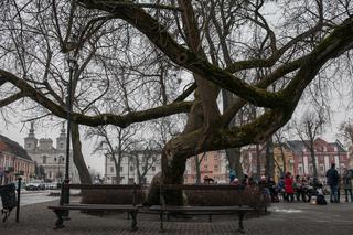 Polskie klony na europejskie salony
