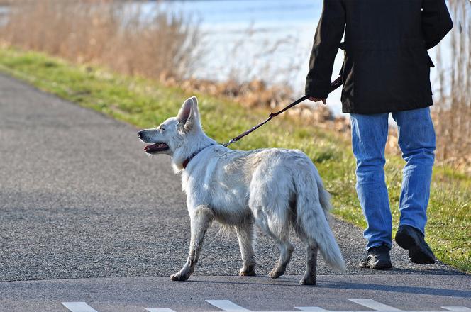 Koronawirus na Śląsku. Czy za spacer z psem po parku można dostać mandat? Policjanci wyjaśniają