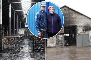 Krowy Krzysztofa i Danuty konały w męczarniach. „Straciliśmy dorobek życia”. Wystarczyło kilka minut