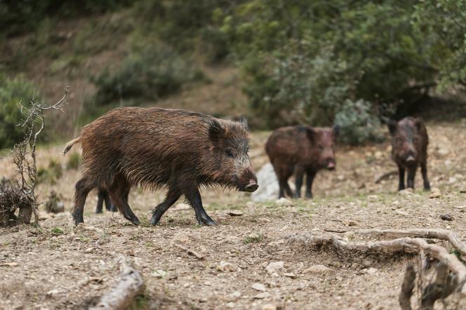 Dziki zazwyczaj nie są agresywne i boją się ludzi 