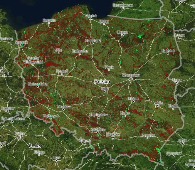 Mapa wycinki lasów 2025 - woj. zachodniopomorskie