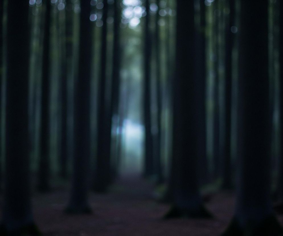 Ciemny, rozmyty las z wysokimi, pionowymi pniami drzew, które dominują w kadrze. Drzewa tworzą gęsty, tunelowy korytarz, prowadzący w głąb obrazu. Na końcu korytarza widoczne jest jasne, rozmyte światło, tworzące efekt świetlistej poświaty, kontrastującej z ciemnymi barwami reszty scenerii. Dno lasu pokryte jest ciemnym podłożem, a całość kompozycji jest nieostra, z efektem bokeh, co nadaje zdjęciu tajemniczy i eteryczny nastrój.