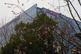 Atak wiosny w Szczecinie. Drzewa obsypały się kwiatami!