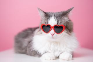 Czy Twój kot Cię kocha? Zwróć uwagę na te zachowania. 9 oznak kociej miłości
