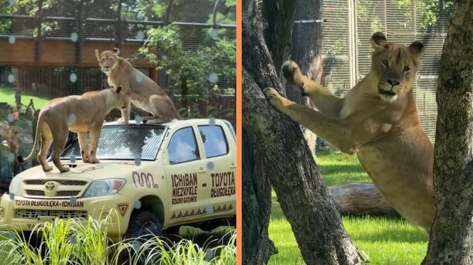 Nowa atrakcja zoo we Wrocławiu otwarta. Zobacz lwice na wybiegu 