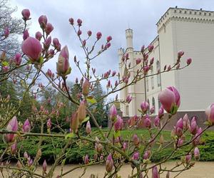 Magnolia zakwitła szybciej niż zwykle! Przyrodnicy wskazują jeden powód