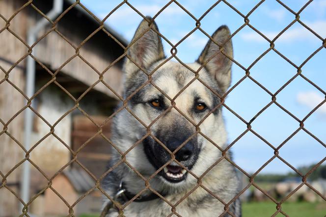 1500 zł miesięcznie za adopcję psa na Podlasiu. Rewolucyjna zmiana w przepisach